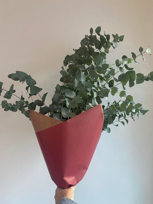 eucalyptus.